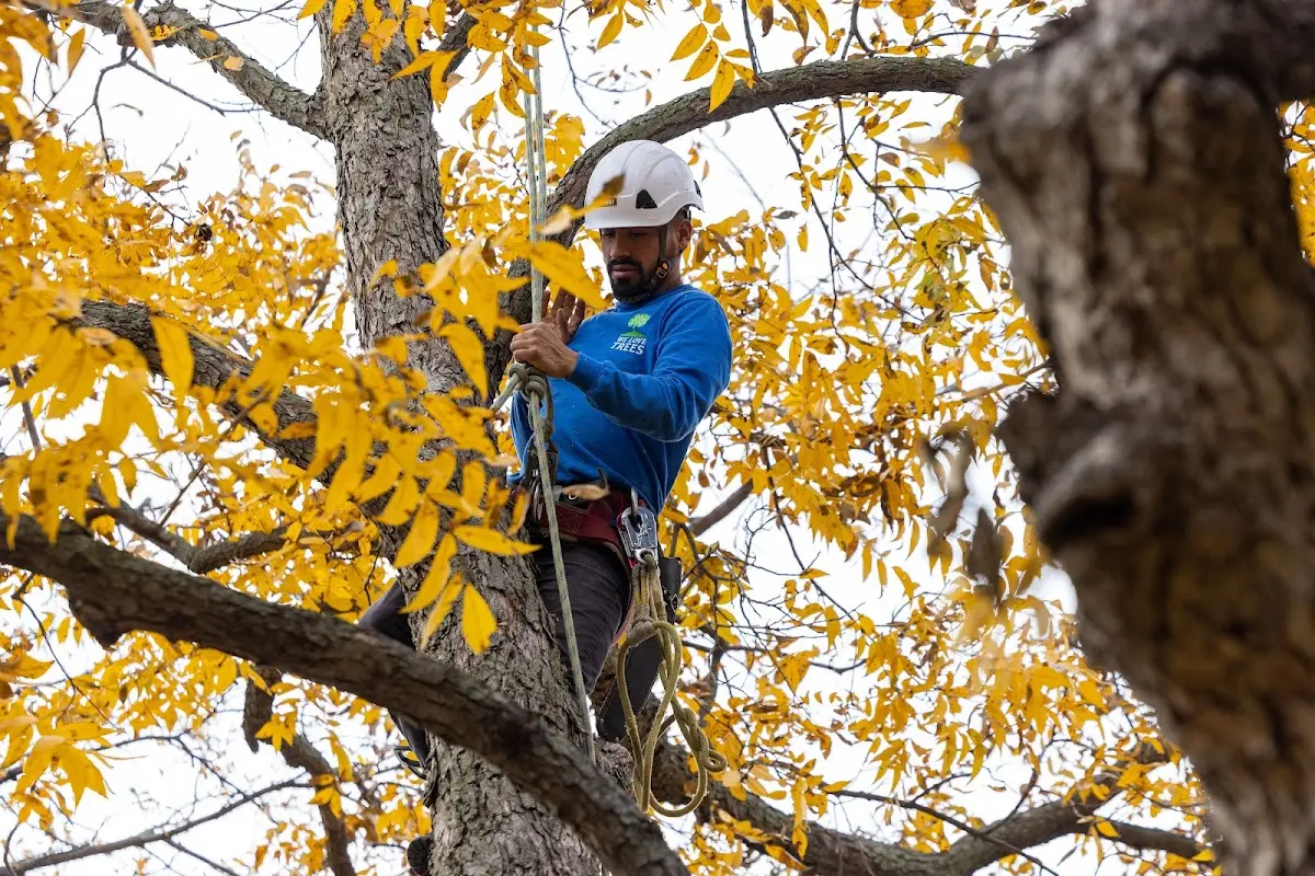 Skilled Tree Planing crew working in Elkhorn