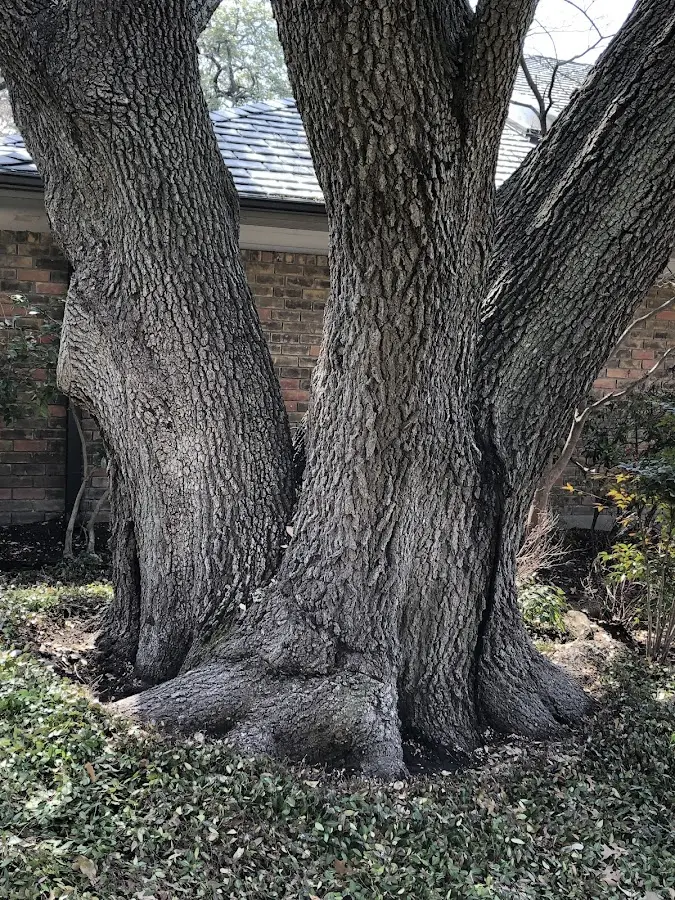 Mature heritage tree close to a Elkhorn property cared for by certified arborists